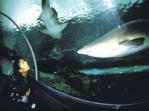 Sydney Aquarium Sydney Aquarium